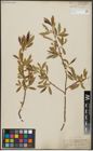 Foto von Salix alba L. x Salix pentandra L.